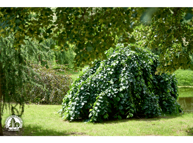 Ulmus glabra   'Camperdownii'